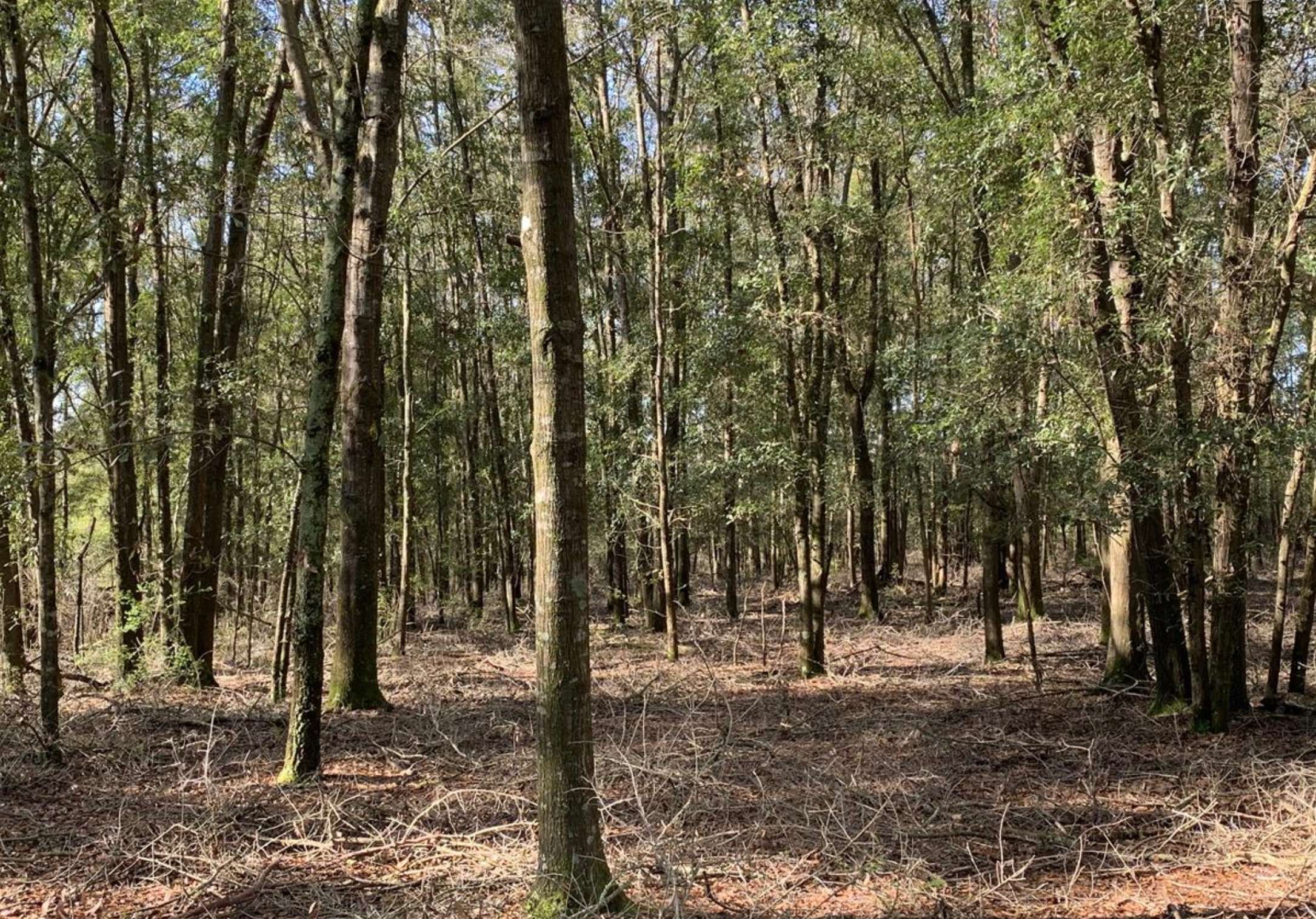 Allied Land & Timber Company, Inc.