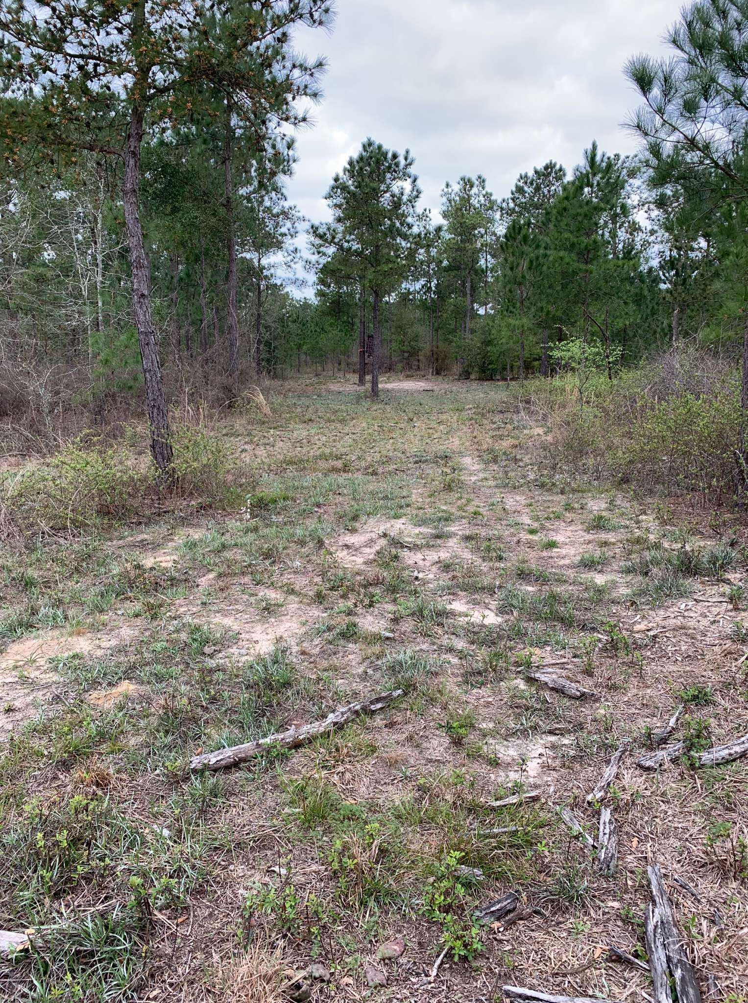 Allied Land & Timber Company, Inc.