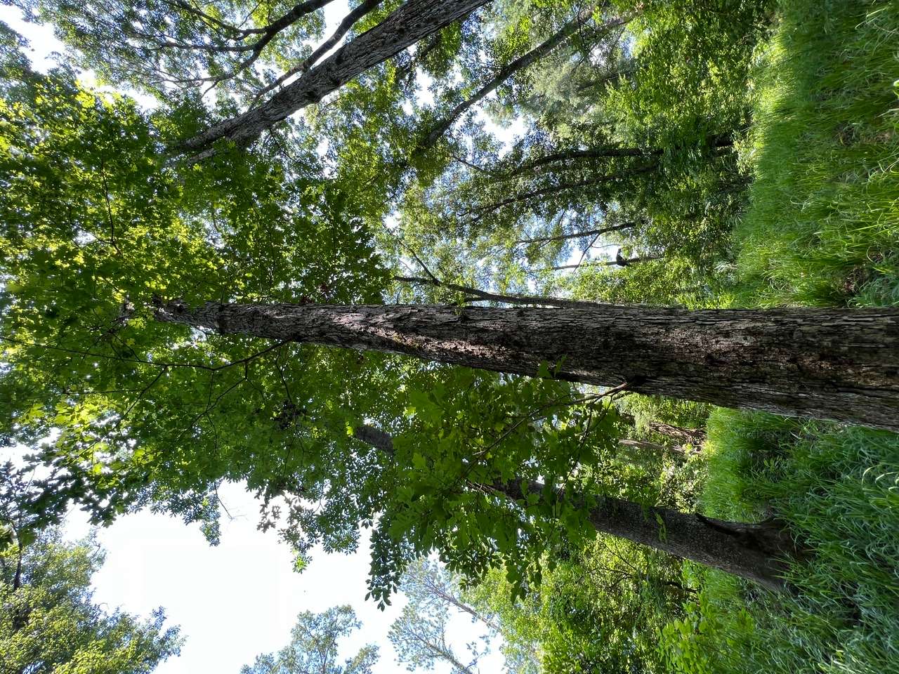 Allied Land & Timber Company, Inc.