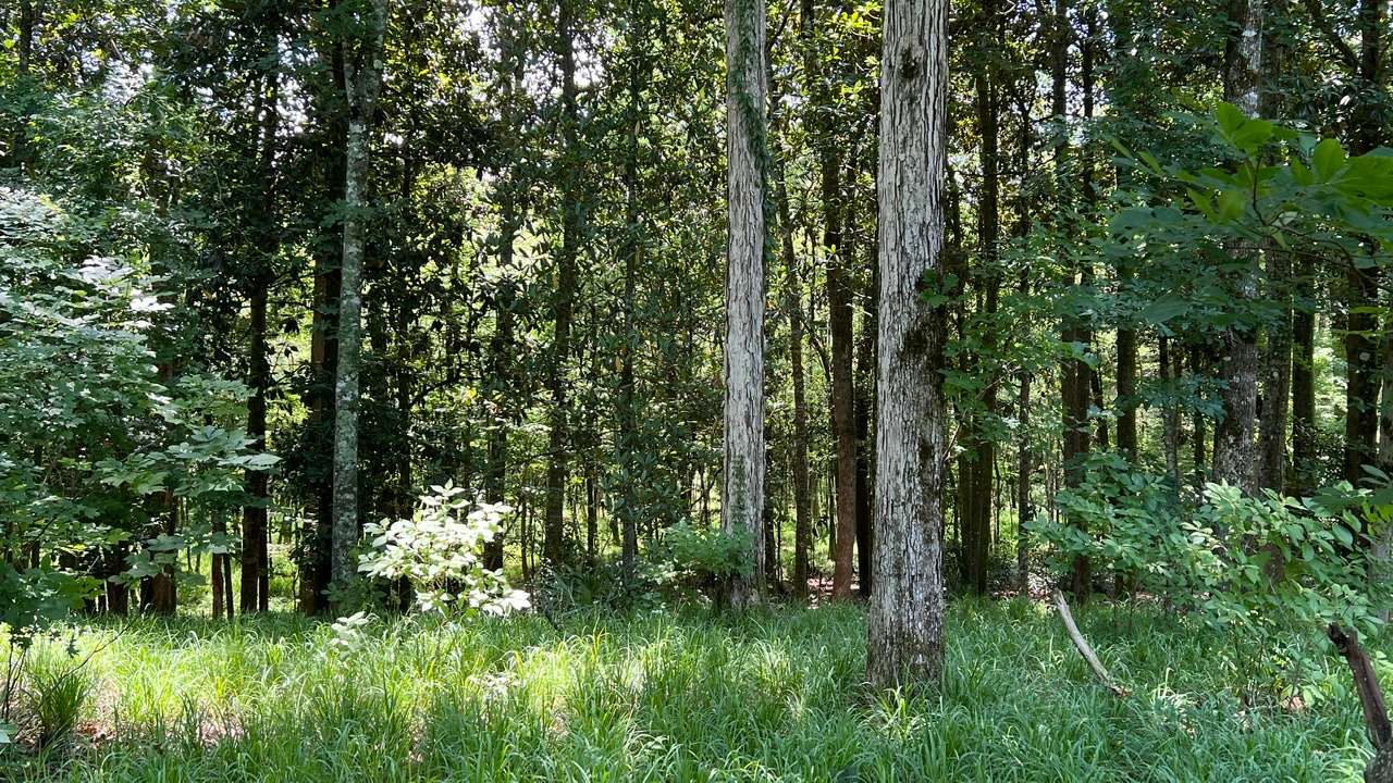 Allied Land & Timber Company, Inc.